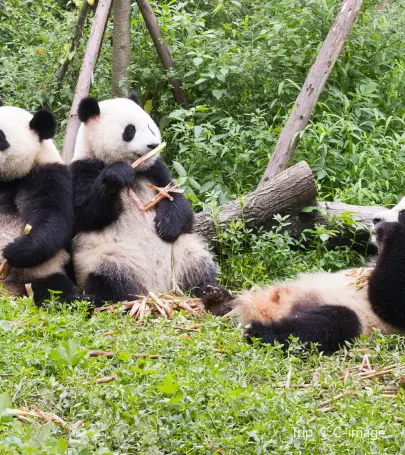 絶対に行くべき彭州の観光スポット トリップドットコム