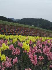 茶鄉花海