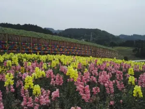 Chaxiang Flower Sea