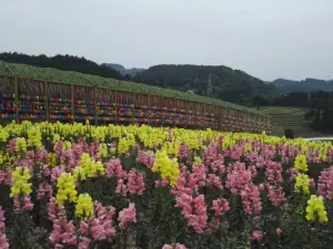 茶鄉花海