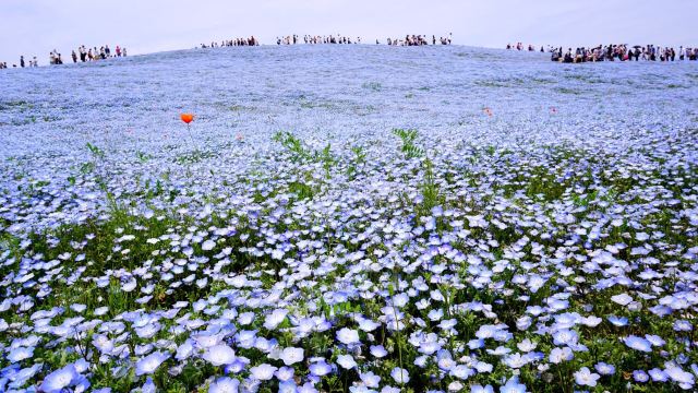 國營常陸海濱公園