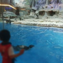 Emperor Penguin All Day Dining User Photo