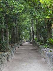 Bise-Fukugi Tree Road