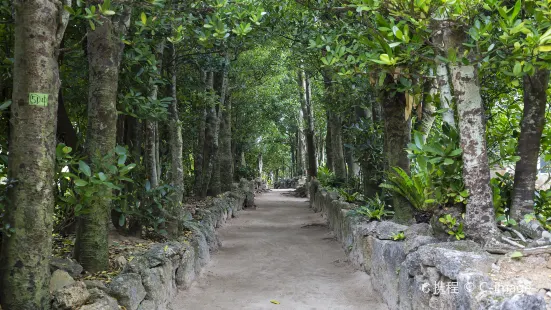 Bise-Fukugi Tree Road