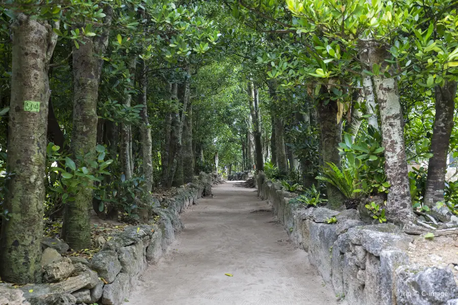 Bise-Fukugi Tree Road