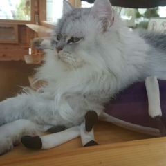 Soi 6 Corner Bar Pattaya User Photo