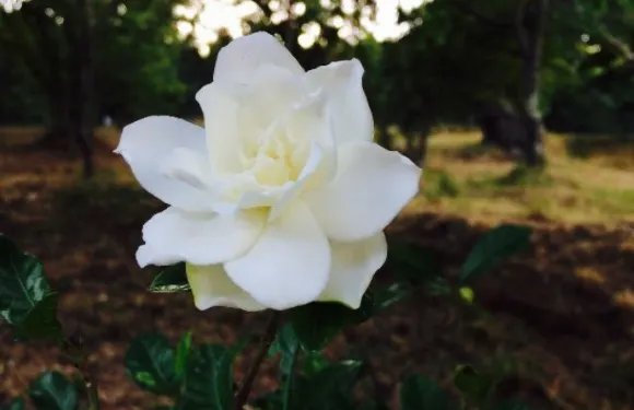 restaurante "La Gardenia"