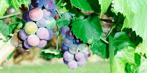 Fluffy Fields Vineyard and Winery