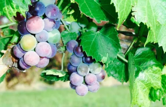 Fluffy Fields Vineyard and Winery