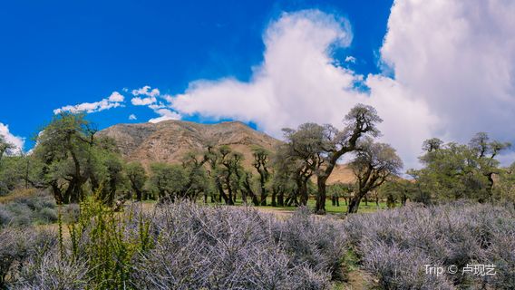 Quzhuomuxiang Qian Nian Sha Jilin Sceneic Area