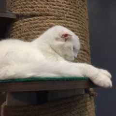 Cat 'n' A Cup Cat Cafe張用戶圖片