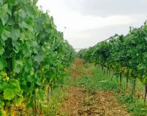 Agriturismo La Valle Dell'Usignolo