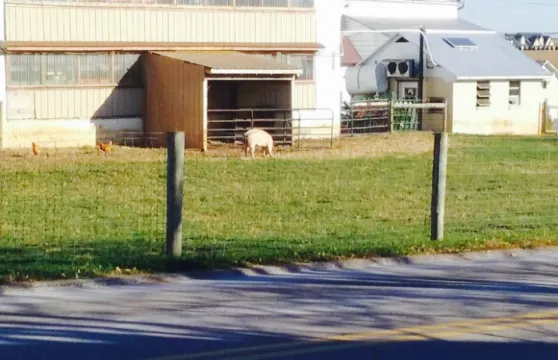 Zook's Homemade Chicken Pies