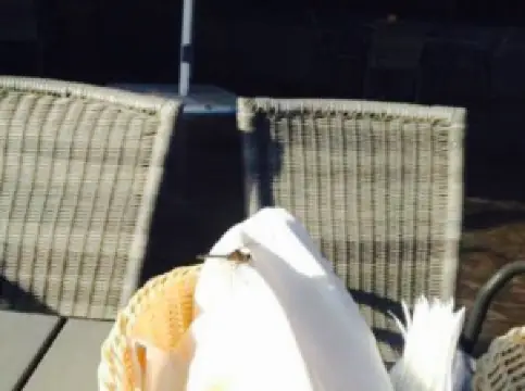 Hotel "Druzhba" Restaurant