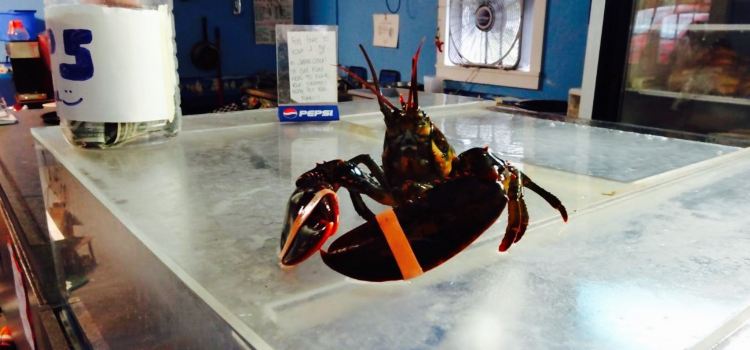 Tracey's Seafood
