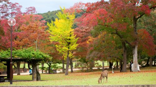 奈良公園