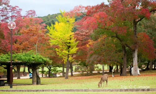 奈良公園