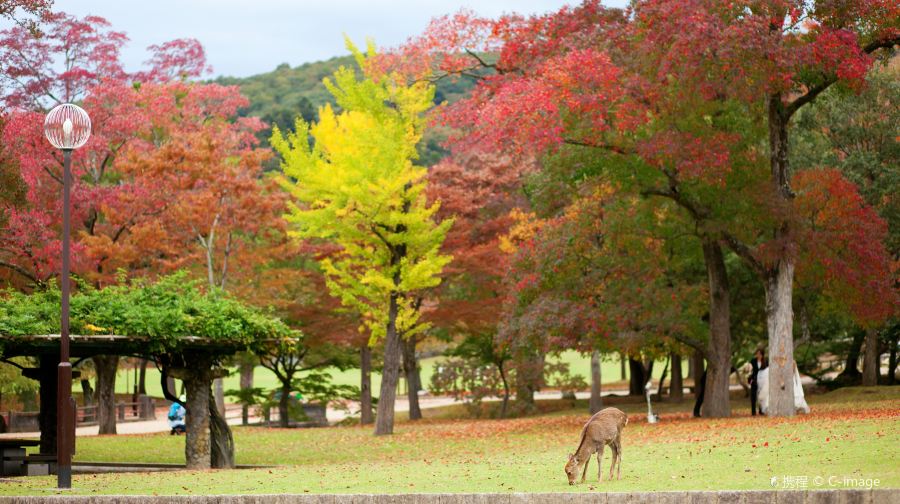 日本京都奈良公園清水寺二三年阪伏見稻荷大社東大寺一日遊