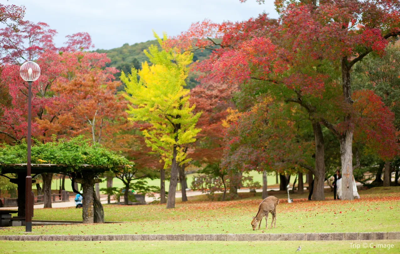4_奈良公園