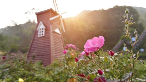 Dongfangshu Rose Garden