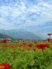 Tongji Flower Sea