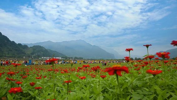 Tongji Flower Sea