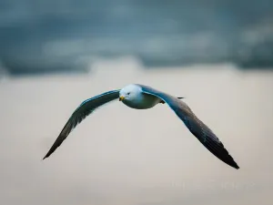 Swan Lake