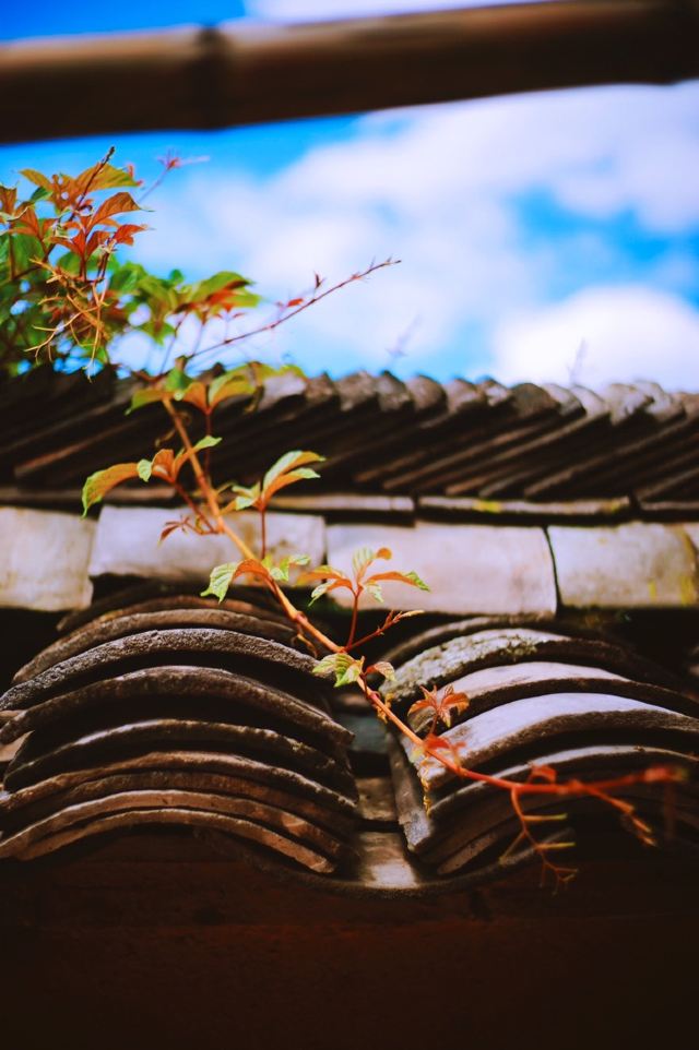 楊家堂村
