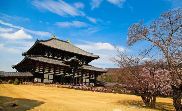 【奈良好去處】親身體驗喂食！看奈良鹿攻略