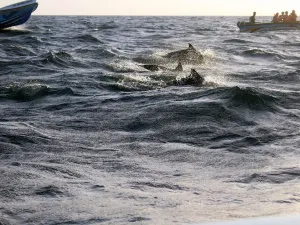 Whale Watching At Sea in Sri Lanka