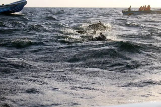 Whale Watching At Sea in Sri Lanka