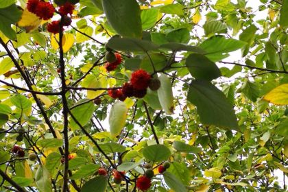 巴蜀鱼馆(孩儿巷北路店)