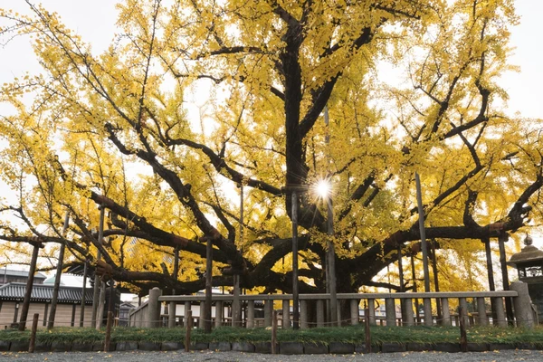 西本願寺是「淨土真宗本願寺派」的總院，為世界文化遺產。127