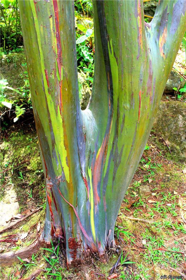 The El Yunque National Forest