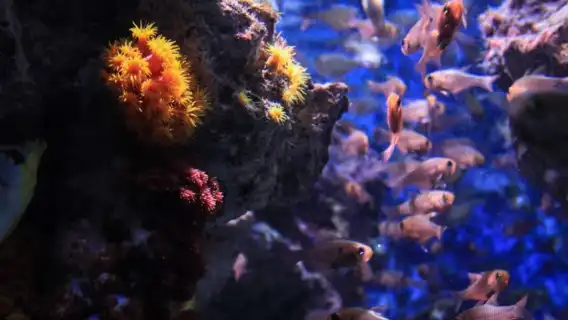 日本沖繩+萬座毛+美國村+美麗海水族+國際通【普通話包車】