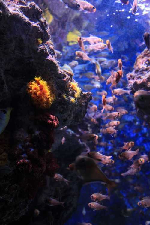 日本那霸+沖繩美麗海水族館+國營沖繩紀念公園+沖繩DINO恐龍公園+名護鳳梨園一日遊
