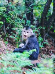 Yunnan Golden Monkey National Park