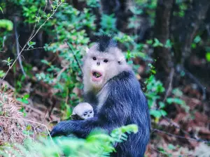 Yunnan Golden Monkey National Park