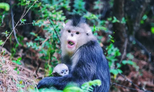 Yunnan Golden Monkey National Park