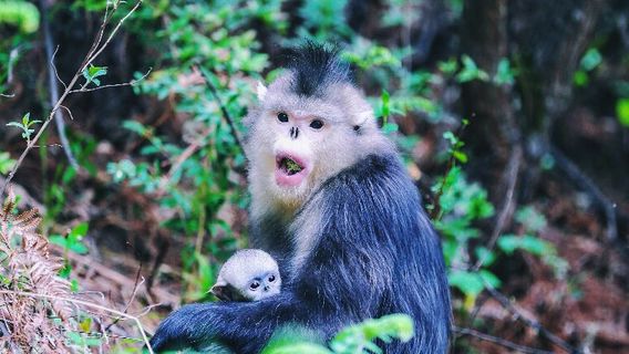 Tacheng Yunnan Golden Monkey National Park