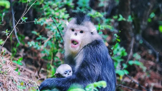 Tacheng Yunnan Golden Monkey National Park