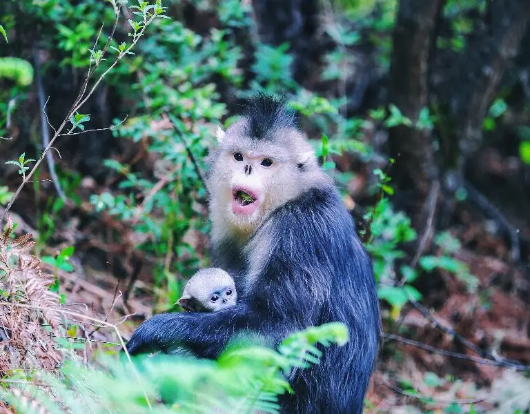 Yunnan Golden Monkey National Park