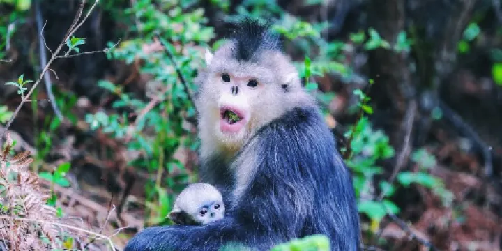 塔城滇金絲猴國家公園