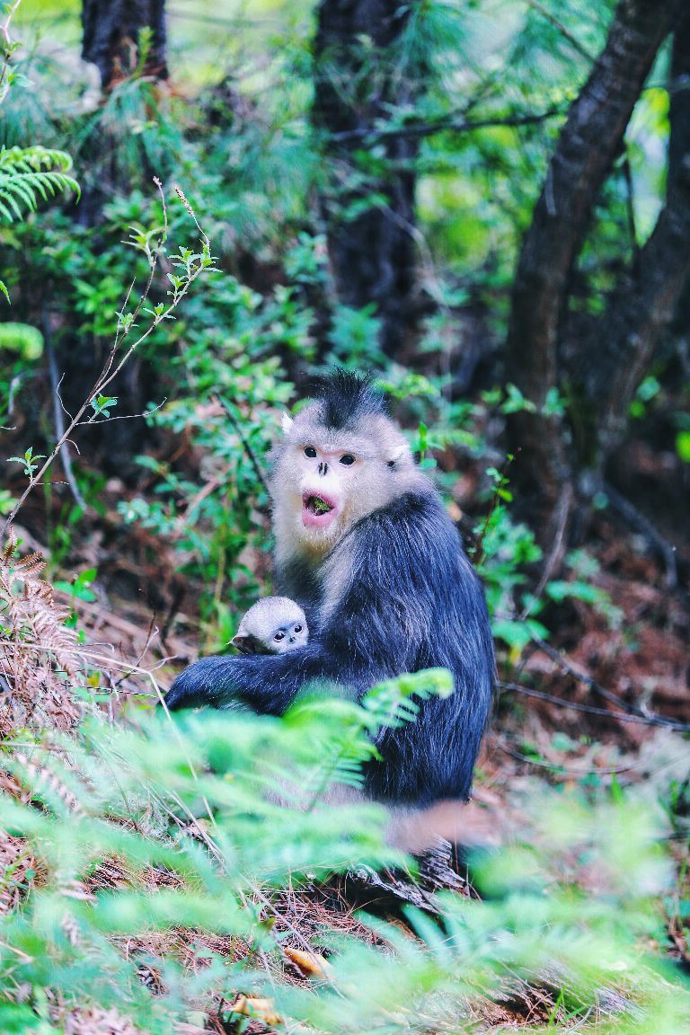 Tacheng Yunnan Golden Monkey National Park
