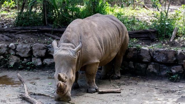 Rhino Land of The Pu'Er National Park