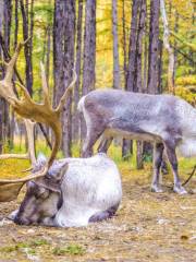 Aoluguya reindeer village