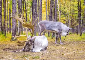 Aoluguya reindeer village