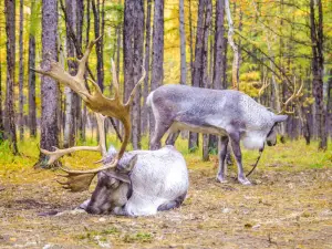 Aoluguya reindeer village