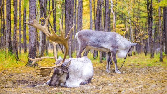 Aoluguya Reindeer Village
