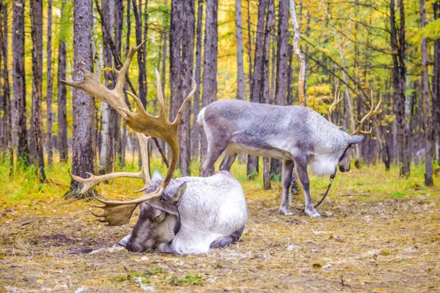 Aoluguya reindeer village